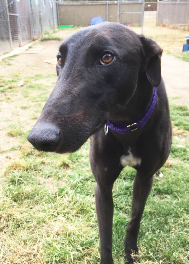 greyhound rescue moving looking appeal buddy right dog australian