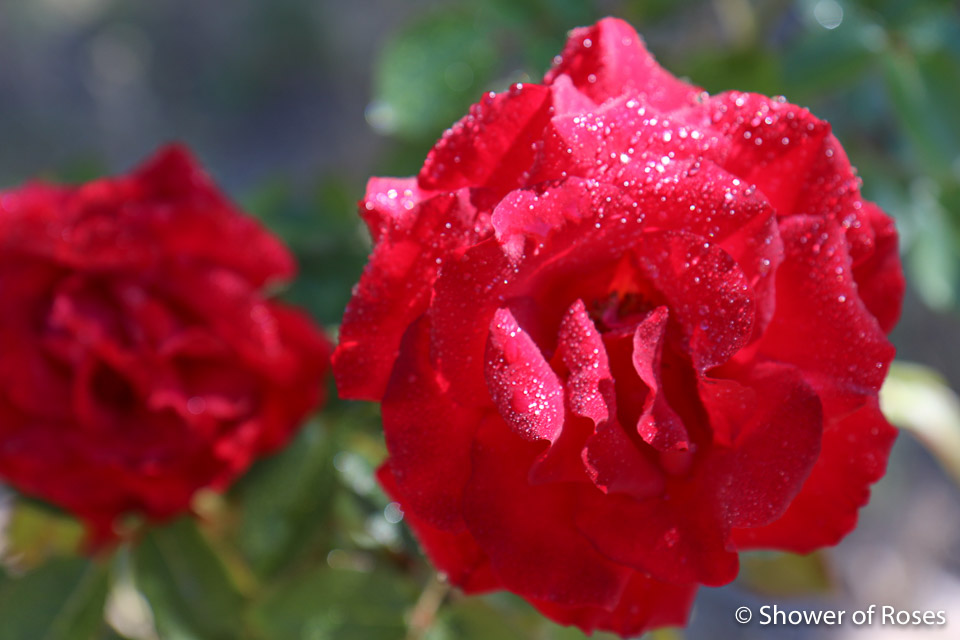 Shower of Roses Summer Daybook Big Changes Ahead