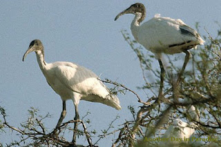 Birds of Sundarban (Sajnekhali Pakiralaya), Sundarban