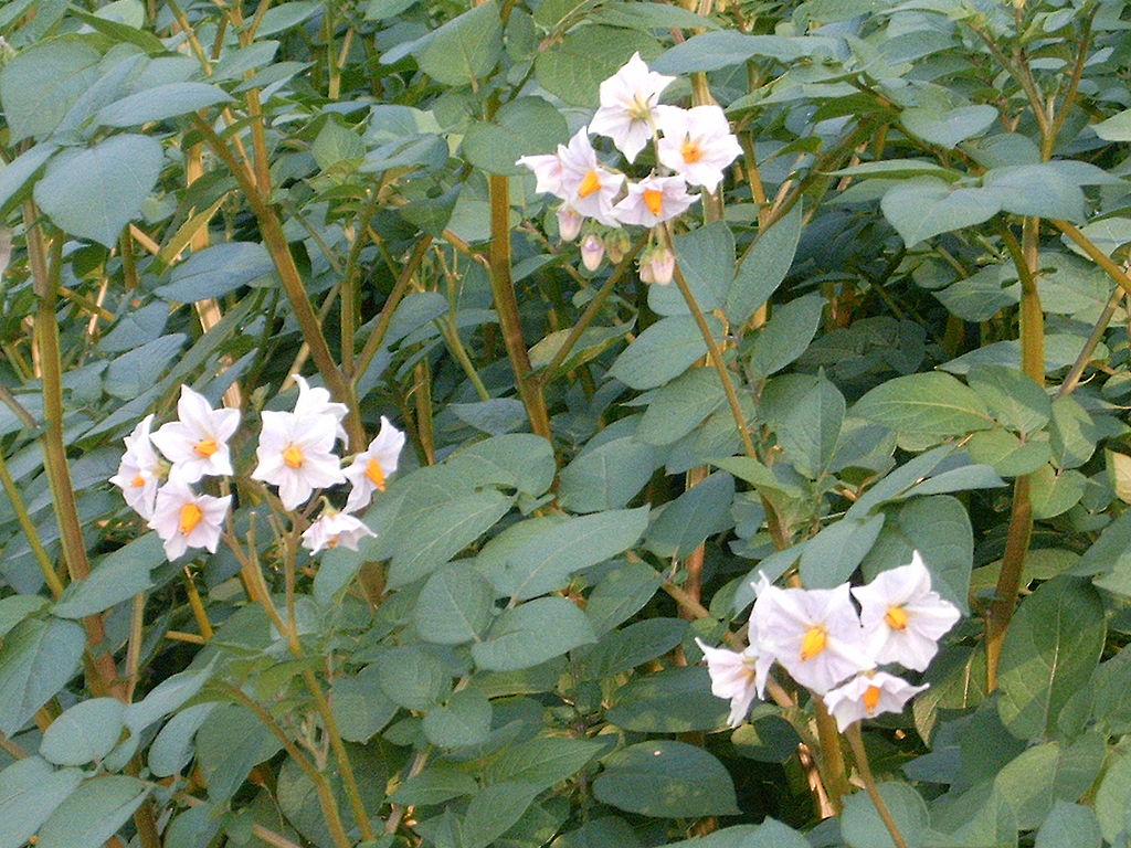 Solanum tuberosum «papa>» Id Plantae