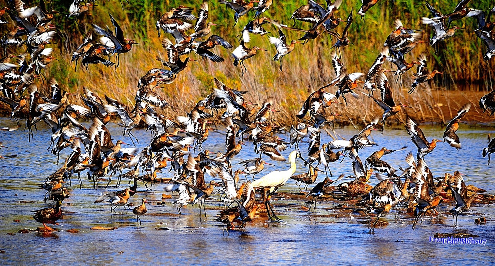 Aves de la Marisma de Huelva 2018 Parejes Natural Marismas de Odiel Huelva