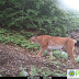 Hidden camera in the forests of Puka captures rare animals (Foto)