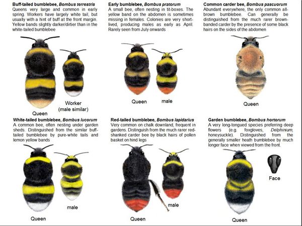 Bumble Bee Chart