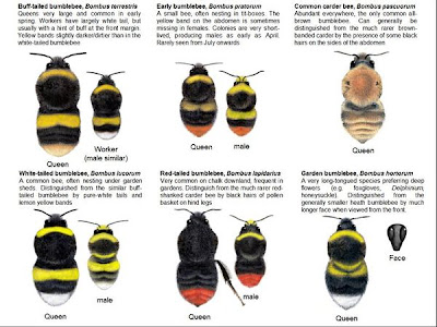 Bumble bee identification chart