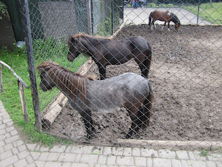 пони в ровенском зоопарке