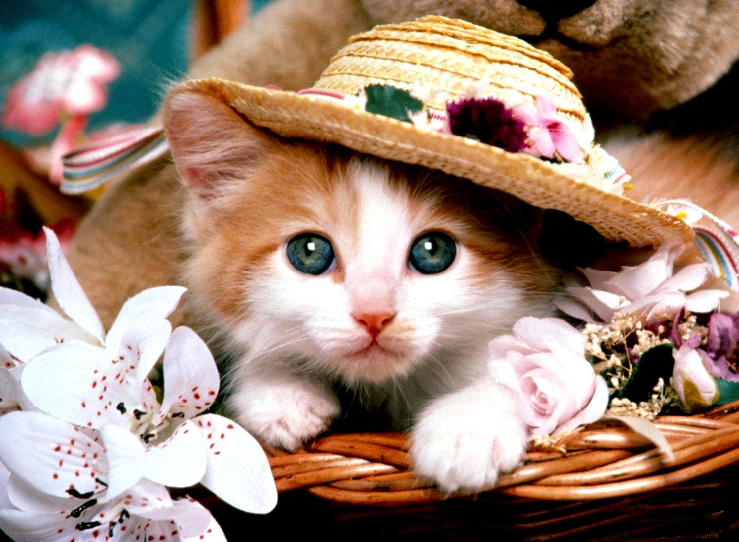 Cute Cats with Hats
