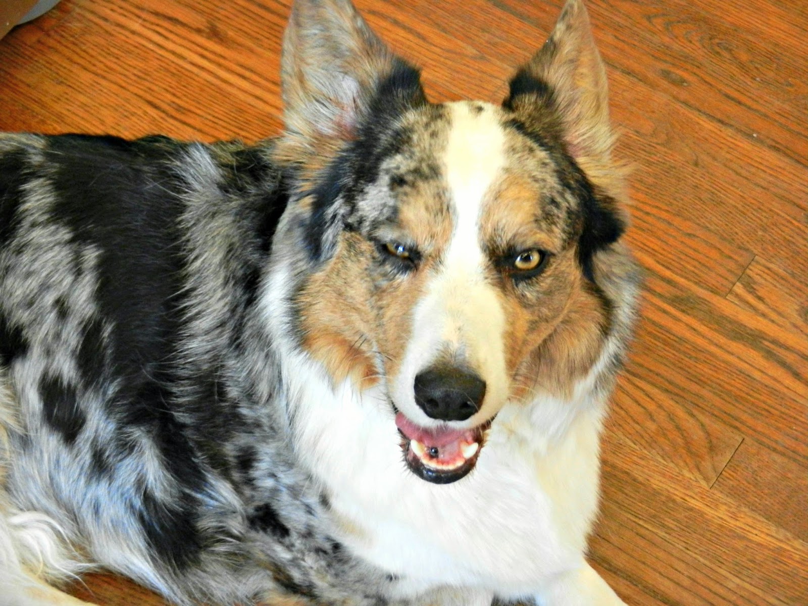 The Chronicles of Cardigan Your Dog Is Housebroken, So Why in Frell