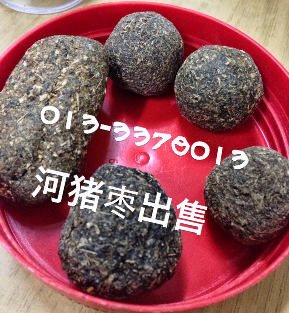 零售、批发豪猪枣（河猪枣）（箭猪枣）: 零售、批发豪猪枣（河猪枣）（箭猪枣）