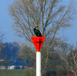 circles humans birds