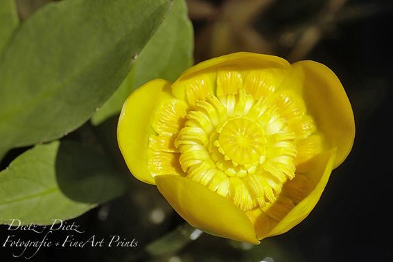 Teichmummel / Gelbe Teichrose (Nuphar lutea / Nuphar luteum)