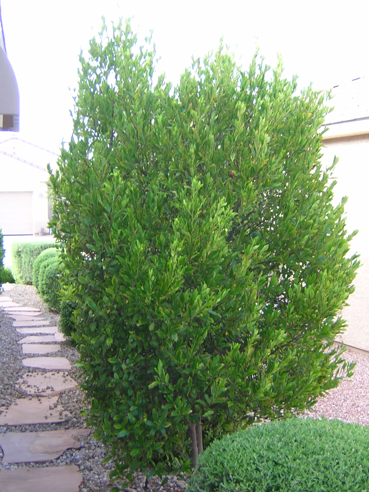 Xtremehorticulture of the Desert Carolina Cherry Laurel is from which