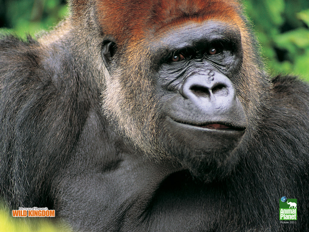 oid gorilla image oid gorilla image