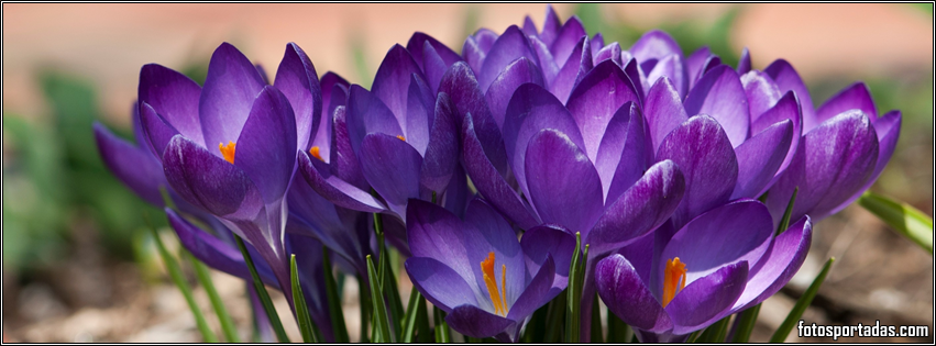 Imagenes de flores hermosas para portada de FaceBook - Imagui