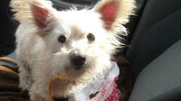 Philippe is a 15 year old senior small breed mix that just needs to be spoiled.