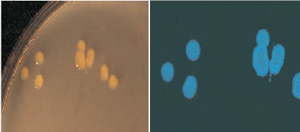 vibrio fischeri bacteria luminescente foto imagem