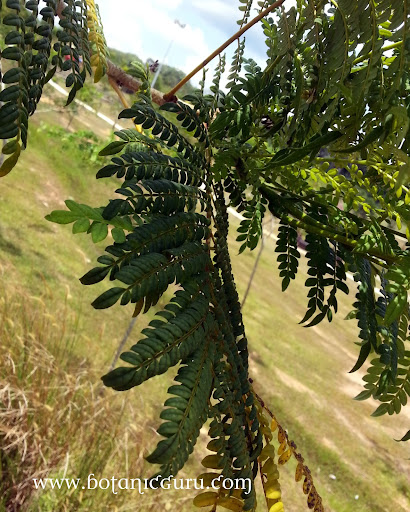 Jacaranda obtusifolia, Jacaranda leaves