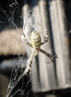 Any ID on this spider? Any ID on this spider?