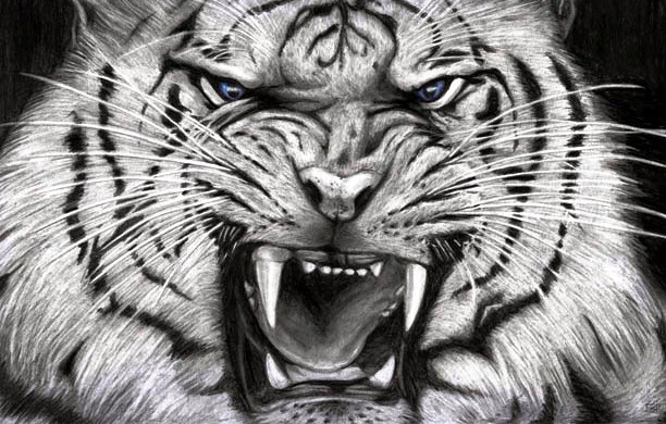 Macan Putih Wallpaper Www Picswe Com