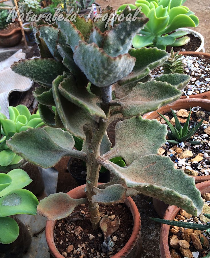 La planta Colmillo o Estalactita, Kalanchoe beharensis ‘Fang’