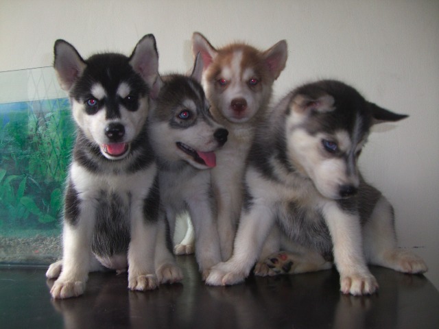 gaul-kita.blogspot.com: Siberian Husky