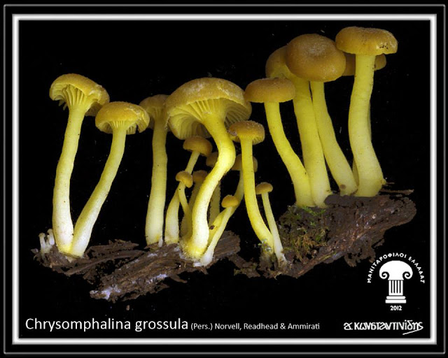 Chrysomphalina grossula (Pers.) Norvell, Readhead & Ammirati