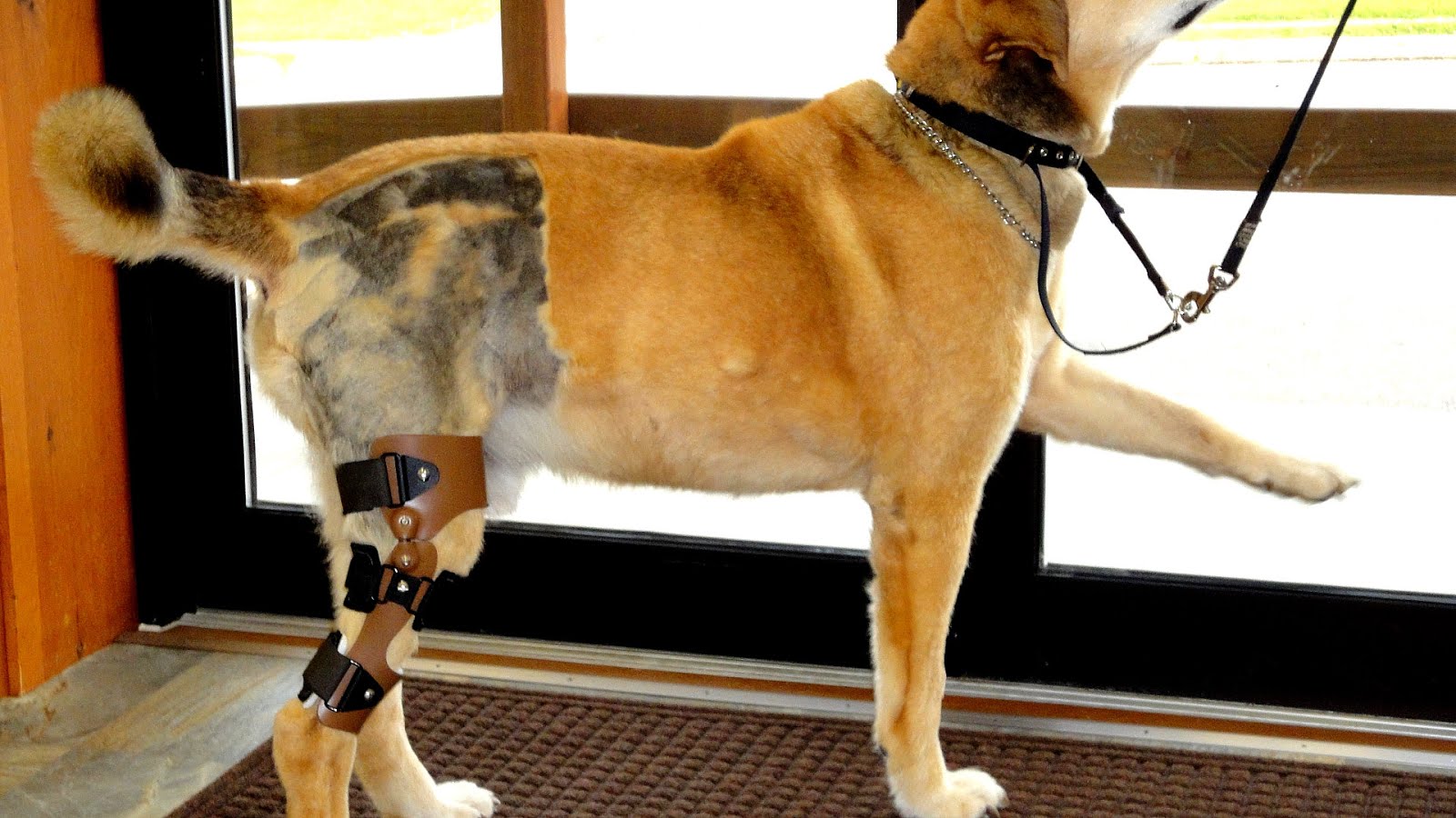 Dog Knee Injuries Injury Injury Choices dog-knee-injuries-injury-injury-choices