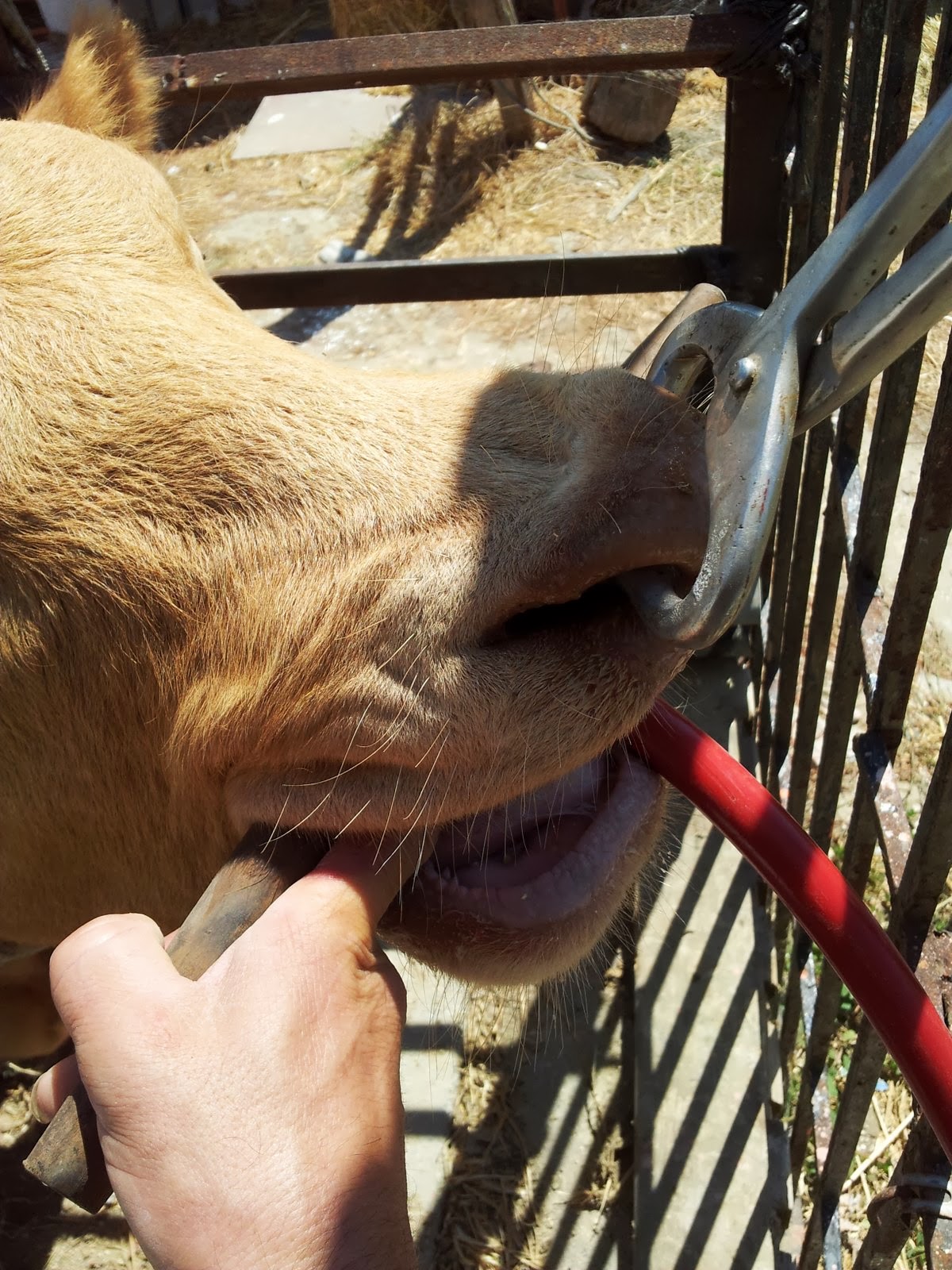 BLOG DE VICENTE PEÑA Timpanismo en terneros