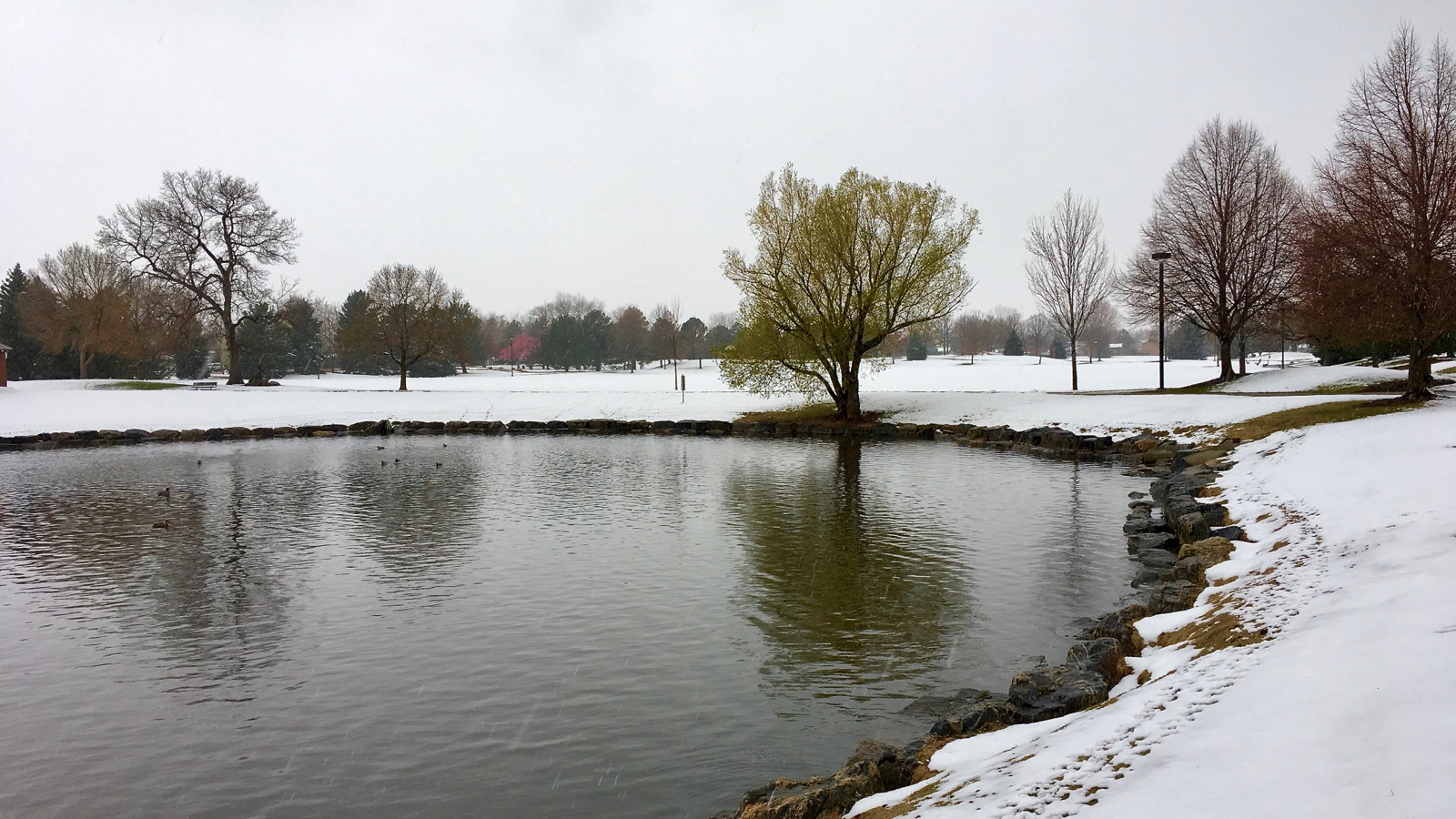 Impression Evergreen O'Kane Park A Refuge of Greenery