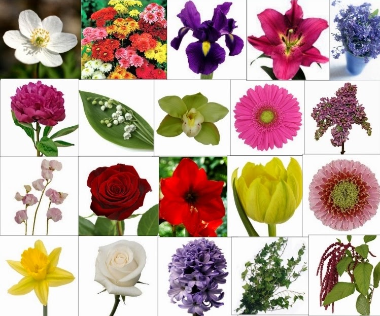 The Meaning of Flowers and Flower Significance Flower With Styles