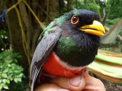 Trogon elegans