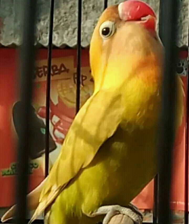 6 Cara Mudah Membuat Lovebird Paud Konslet Dengan Cepat