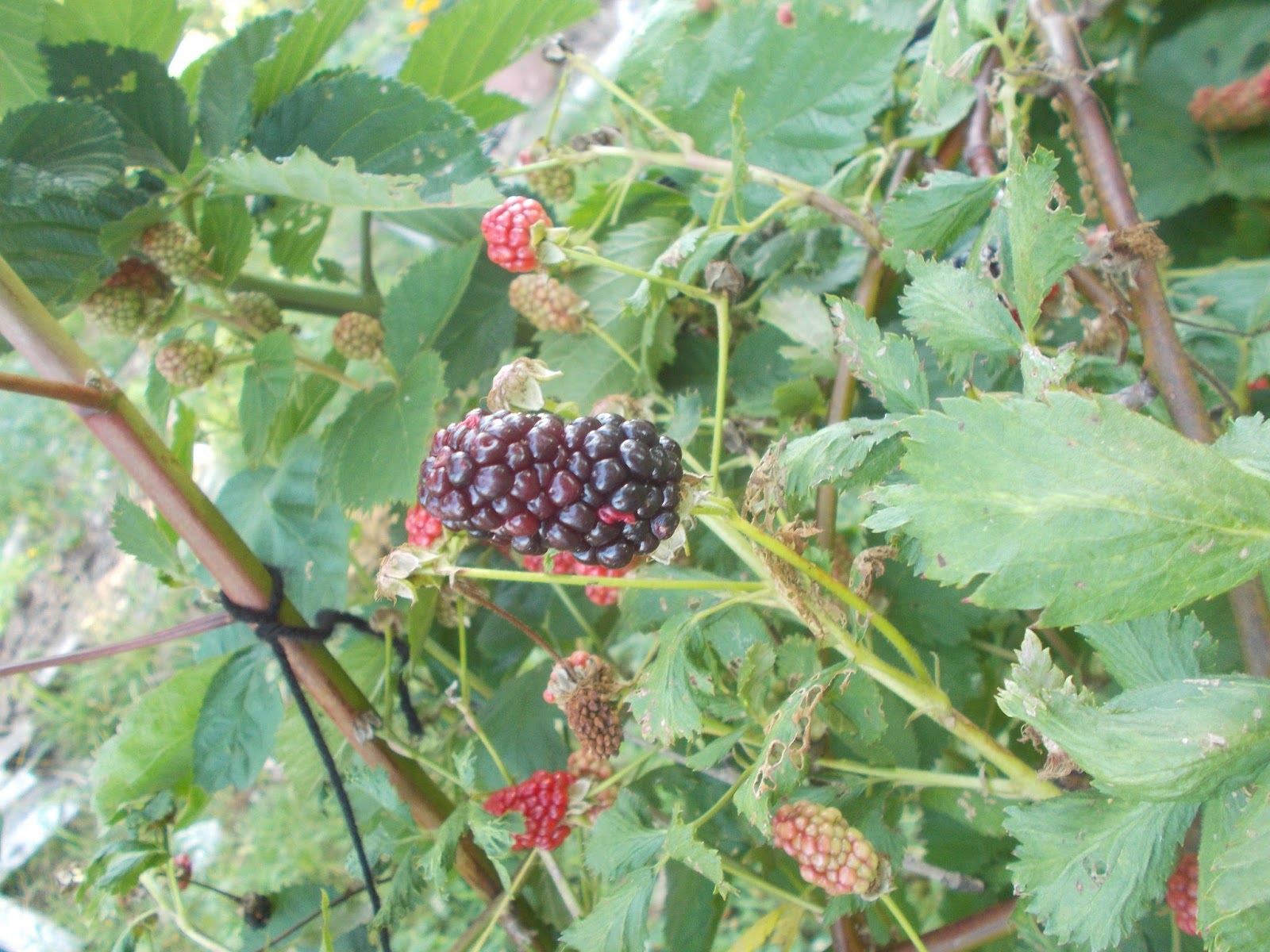 my garden blog.... blackberry season....