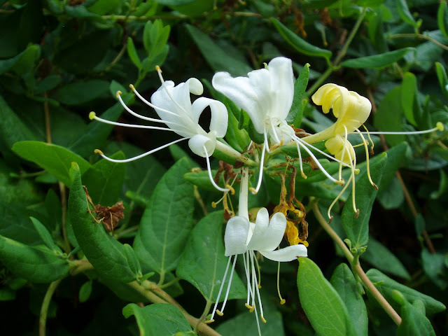 Flor de LA MADRESELVA: Lonicera japonica