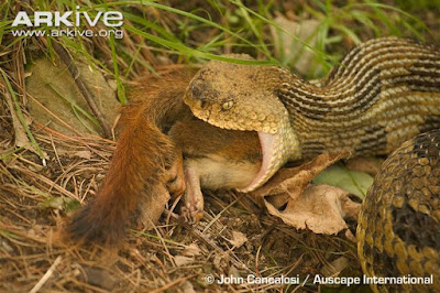 American red Squirrel and Timbre rattle snake