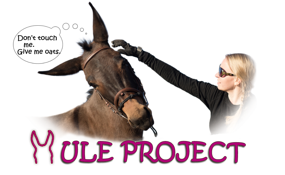 Mule Project