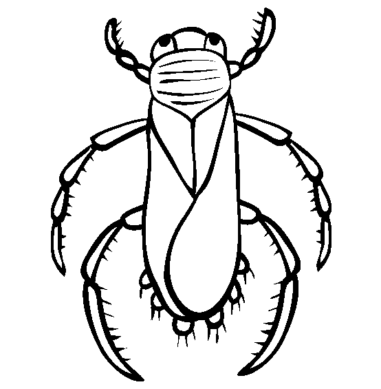 Insect Animal Coloring Pages Ideas