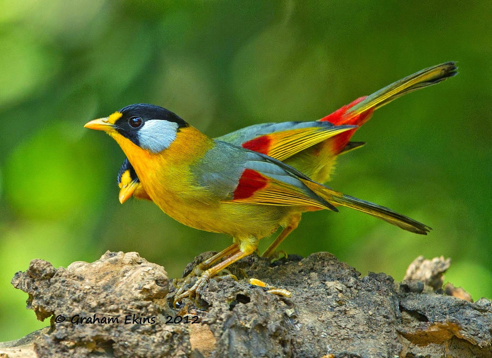 Foto Burung Panca Warna Terbaik