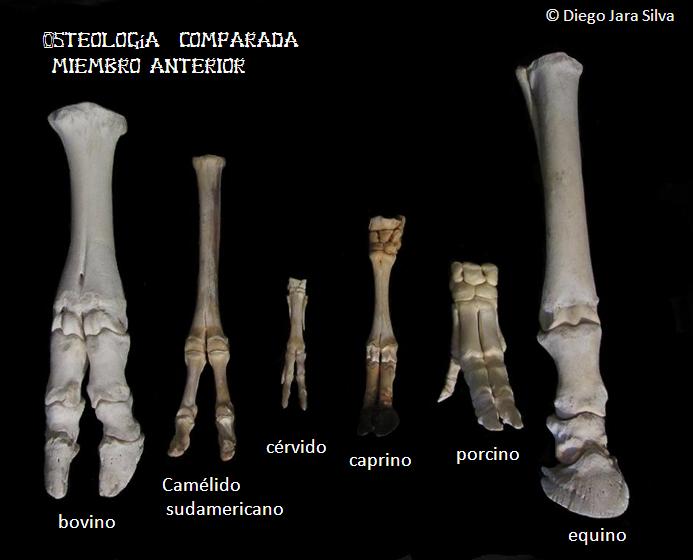 medicina veterinaria osteologia comparada miembro anterior