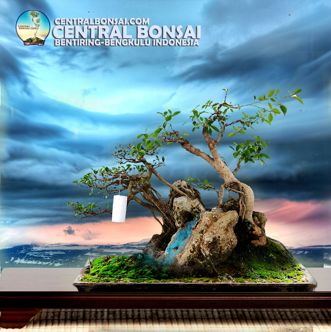 TREN BONSAI POPULER KEMBALI DI TAHUN 2017