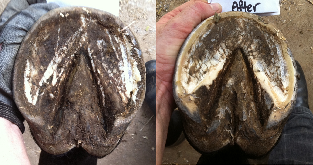 The Glorious Hoof Wet Weather Hoof Care