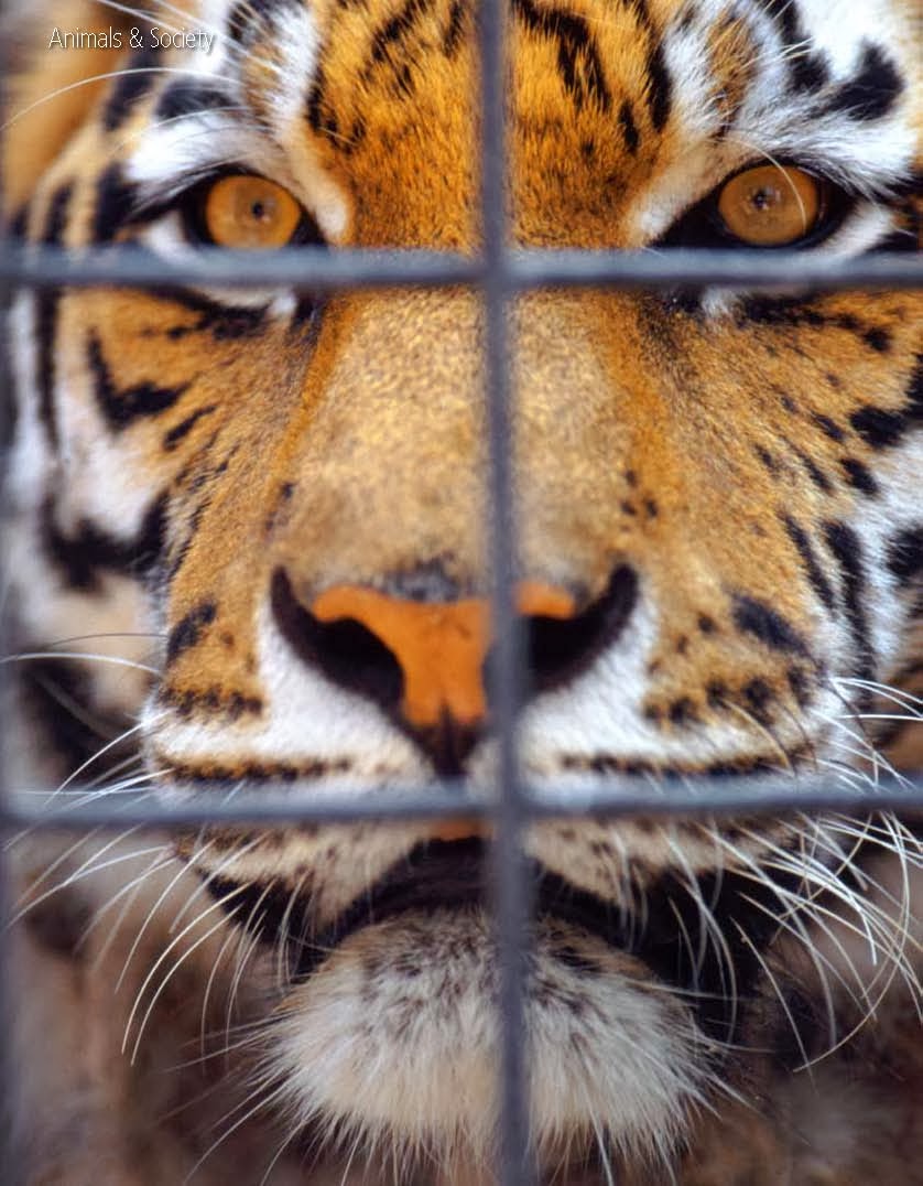 Διαστήματα Ηλιοφάνειας The zoo industry The reality of zoos and aquariums