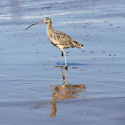 birds flying spring north bird march south