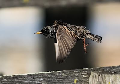 Starling Going Into Flight - Under the Wooden Bridge / Woodbridge Island