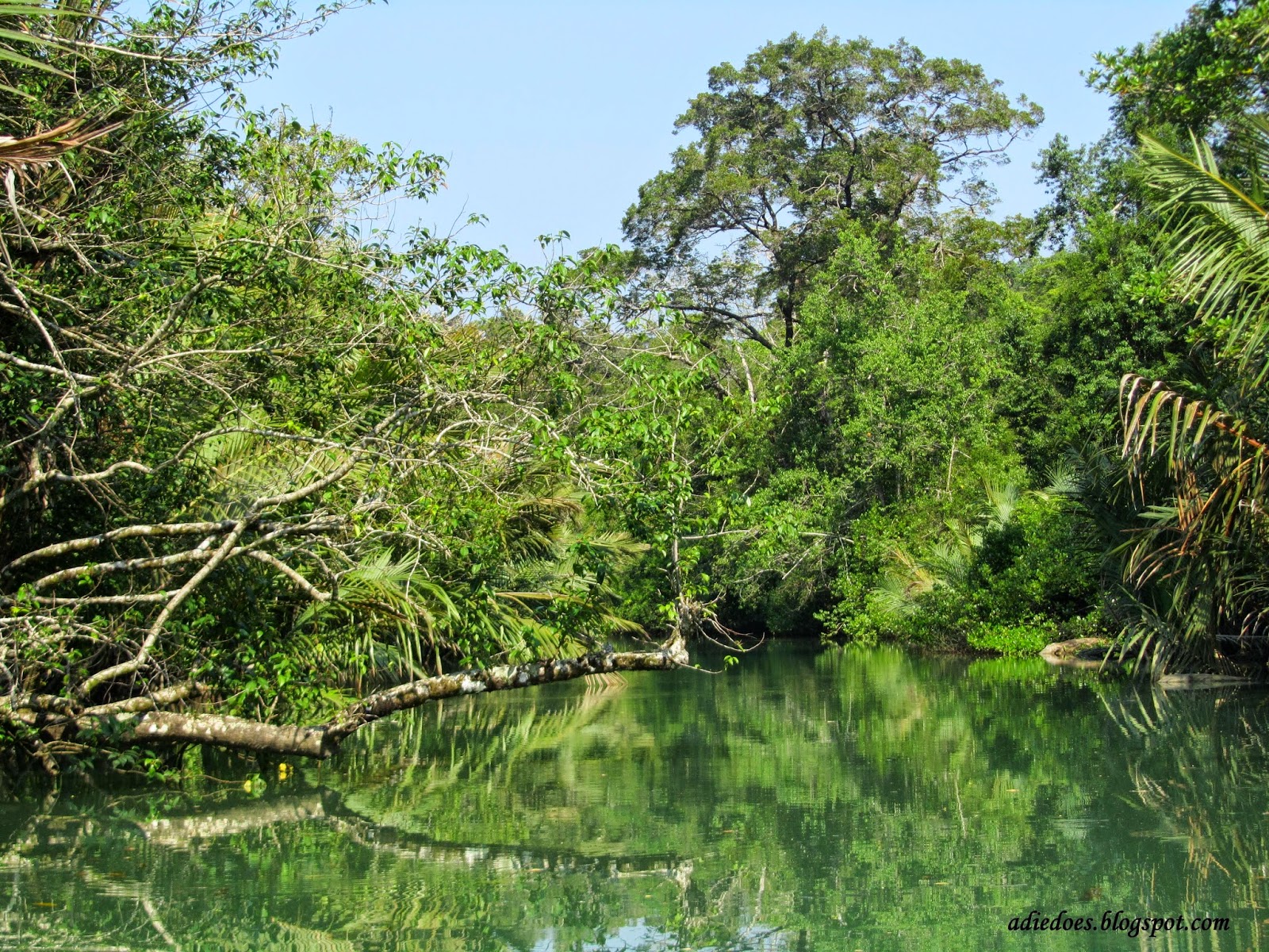 Kerusakan Hutan di Pulau Jawa & Kondisi Saat Ini (Serta penjelasannya