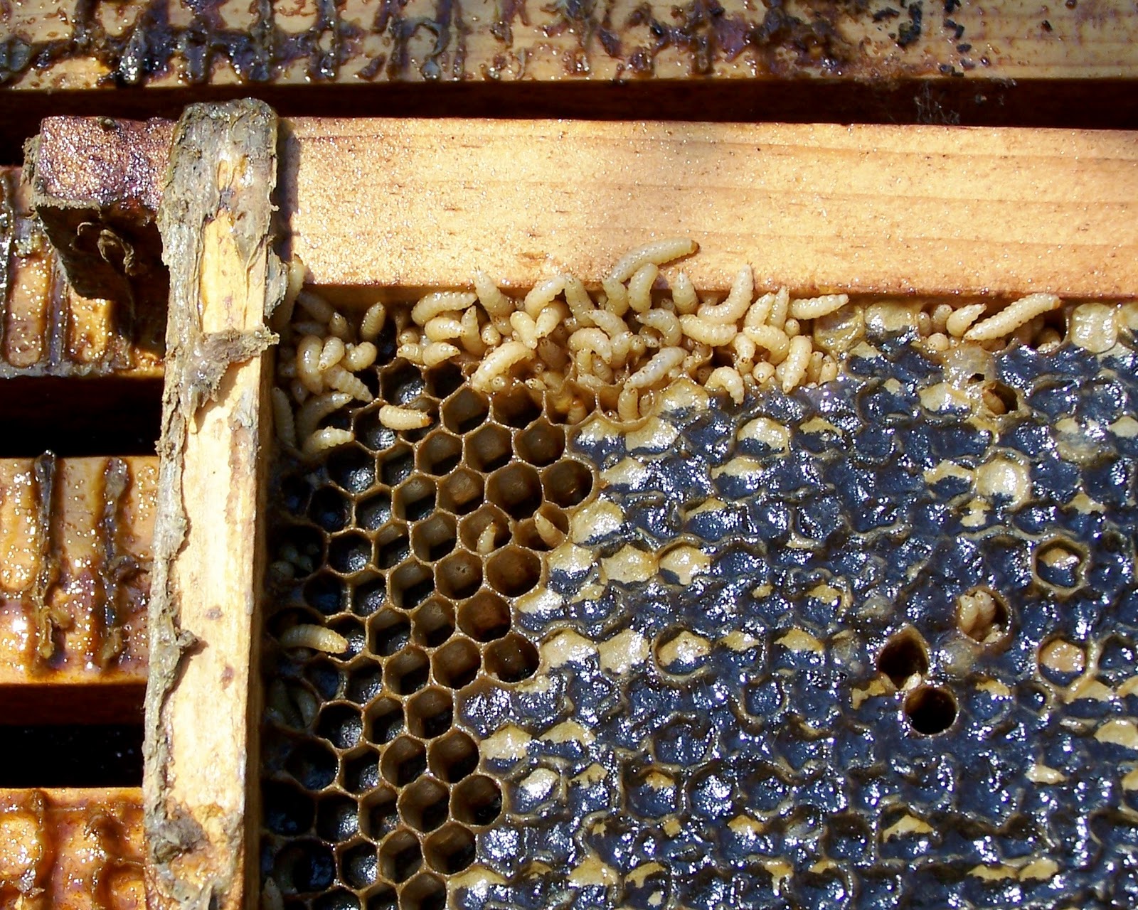 Honey Bee Hive Beetles Infestation