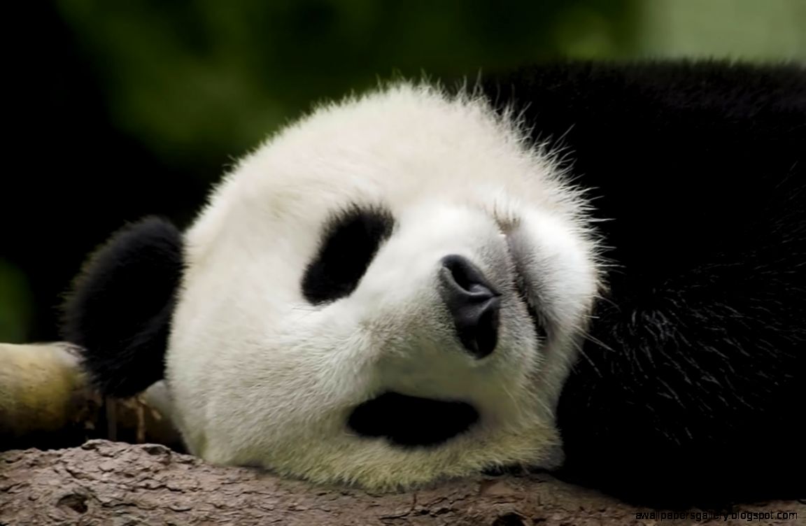 Panda Bear Sleeping
