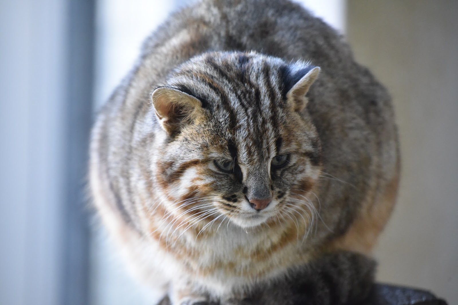 対馬のあれこれ ツシマヤマネコかわいい １６７日目 対馬 Gasuという名のもとに 日本一周