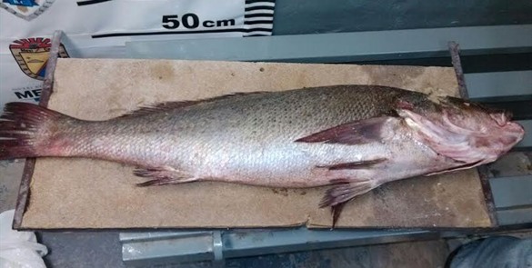 Un pez totoaba de 8 kilos en California