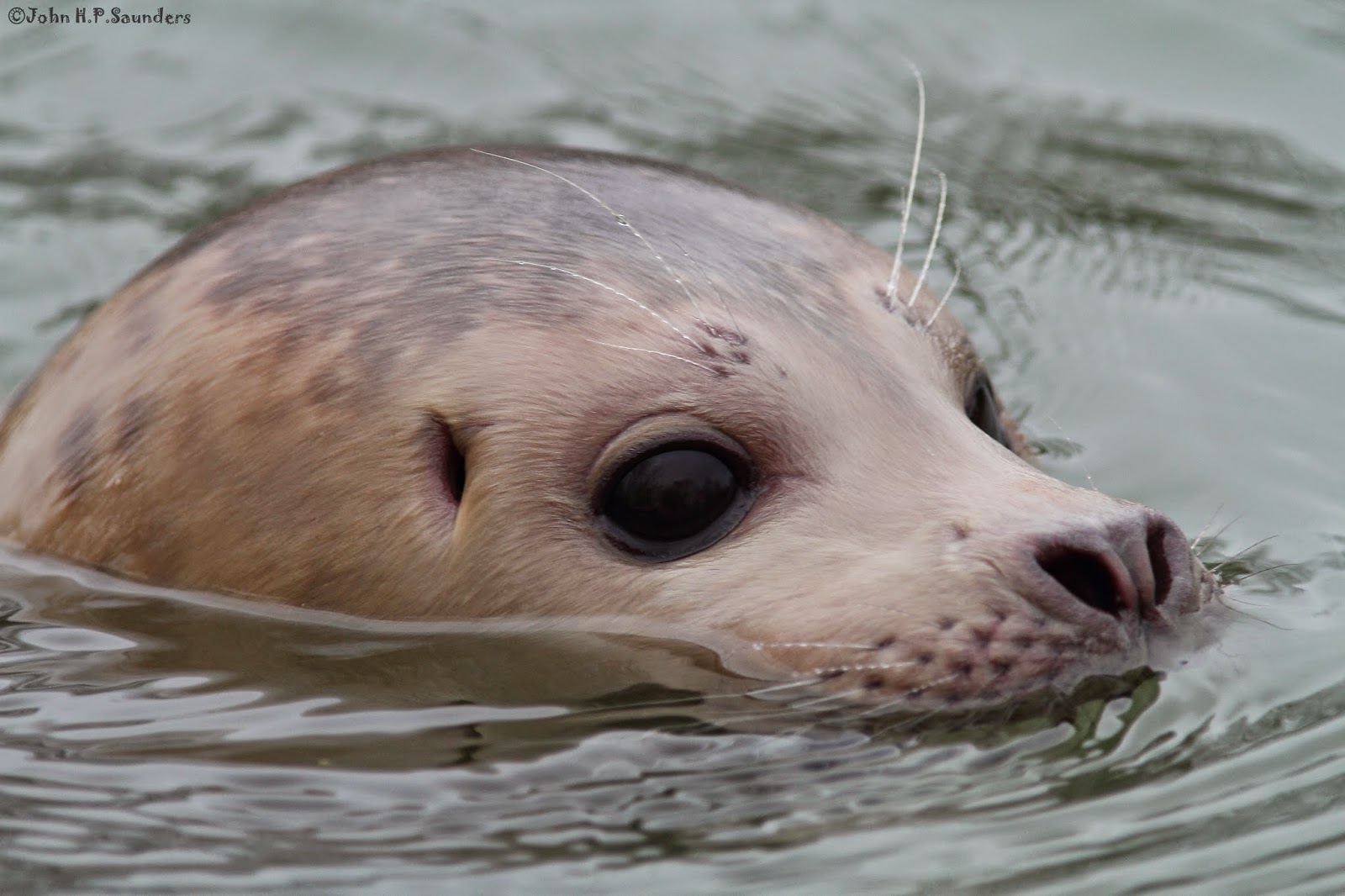 Hedgeland Tales: Common Seal at Deeping St.James, Lincolnshire
