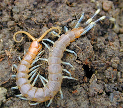 japan centipedes mukade denizens centipede giant another